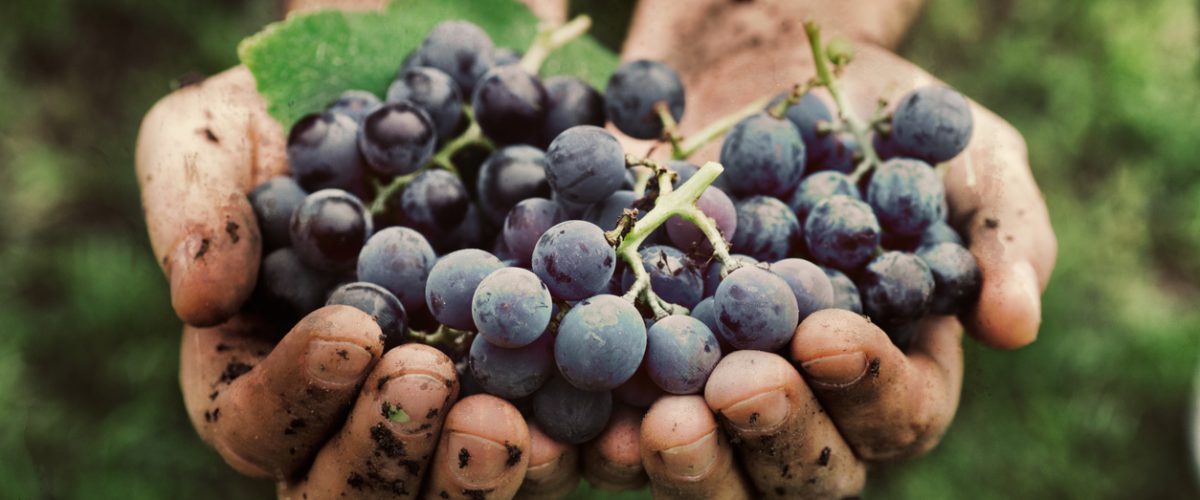 grappes de raisins vins bios